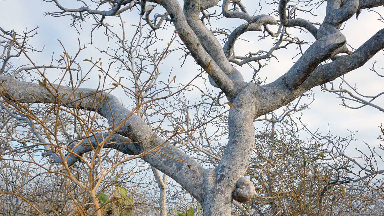 /files/palo-santo-bursera-graveolens_893962c6_230522132048_1280x720.jpg